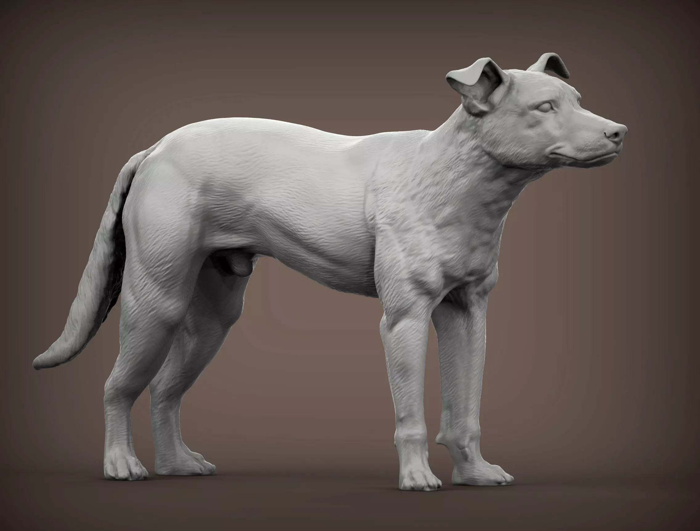 New Zealand Shepherd 3D print model_0