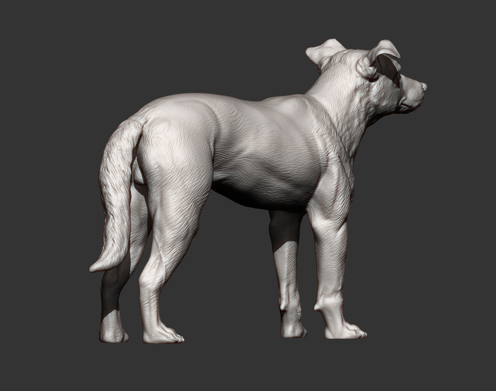 New Zealand Shepherd 3D print model_6