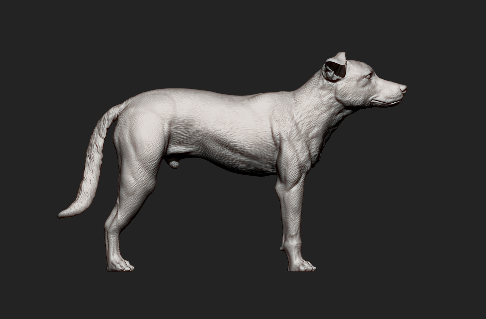 New Zealand Shepherd 3D print model_5