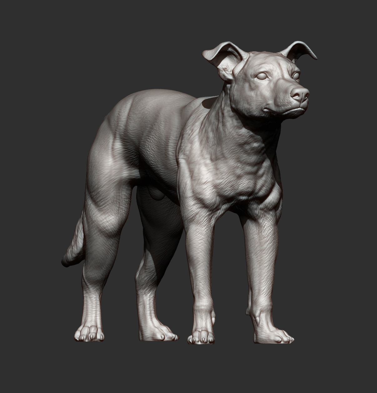 New Zealand Shepherd 3D print model_4