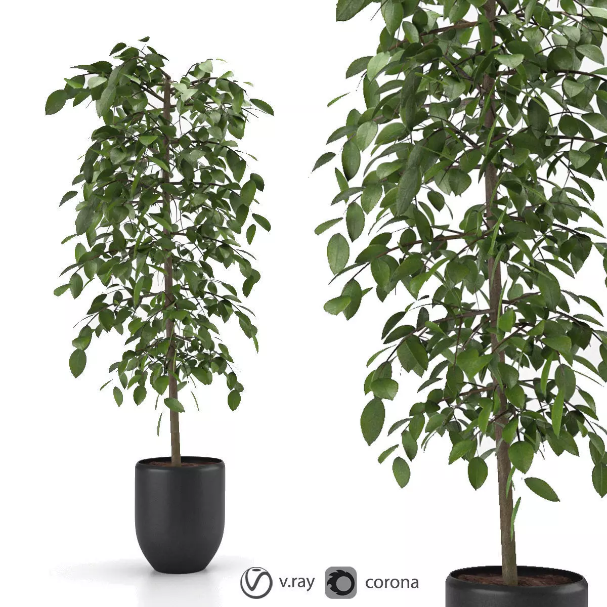 indoor and outdoor ficus benjamina 3D model