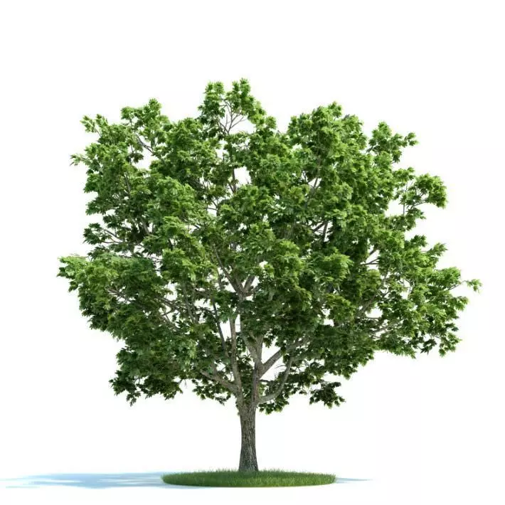 Green Small Tree 3D model | CGTrader