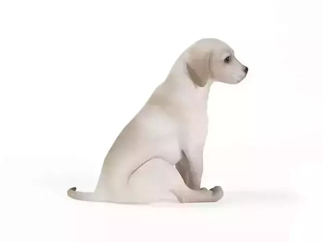 Sitting Puppy