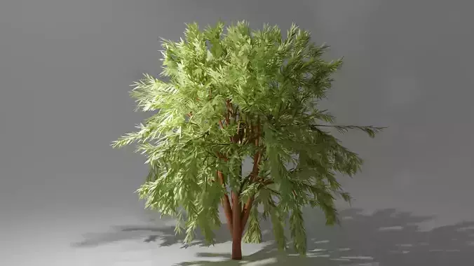 Tree Model willow