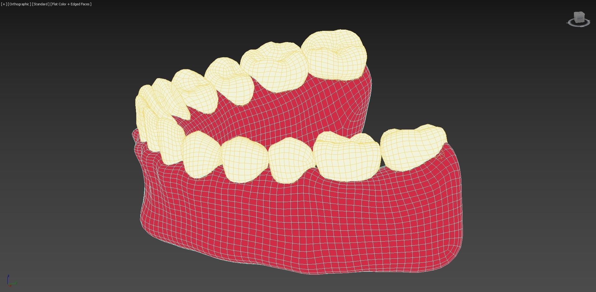 Bottom Dental Teeth Model Low-poly 3D model_7