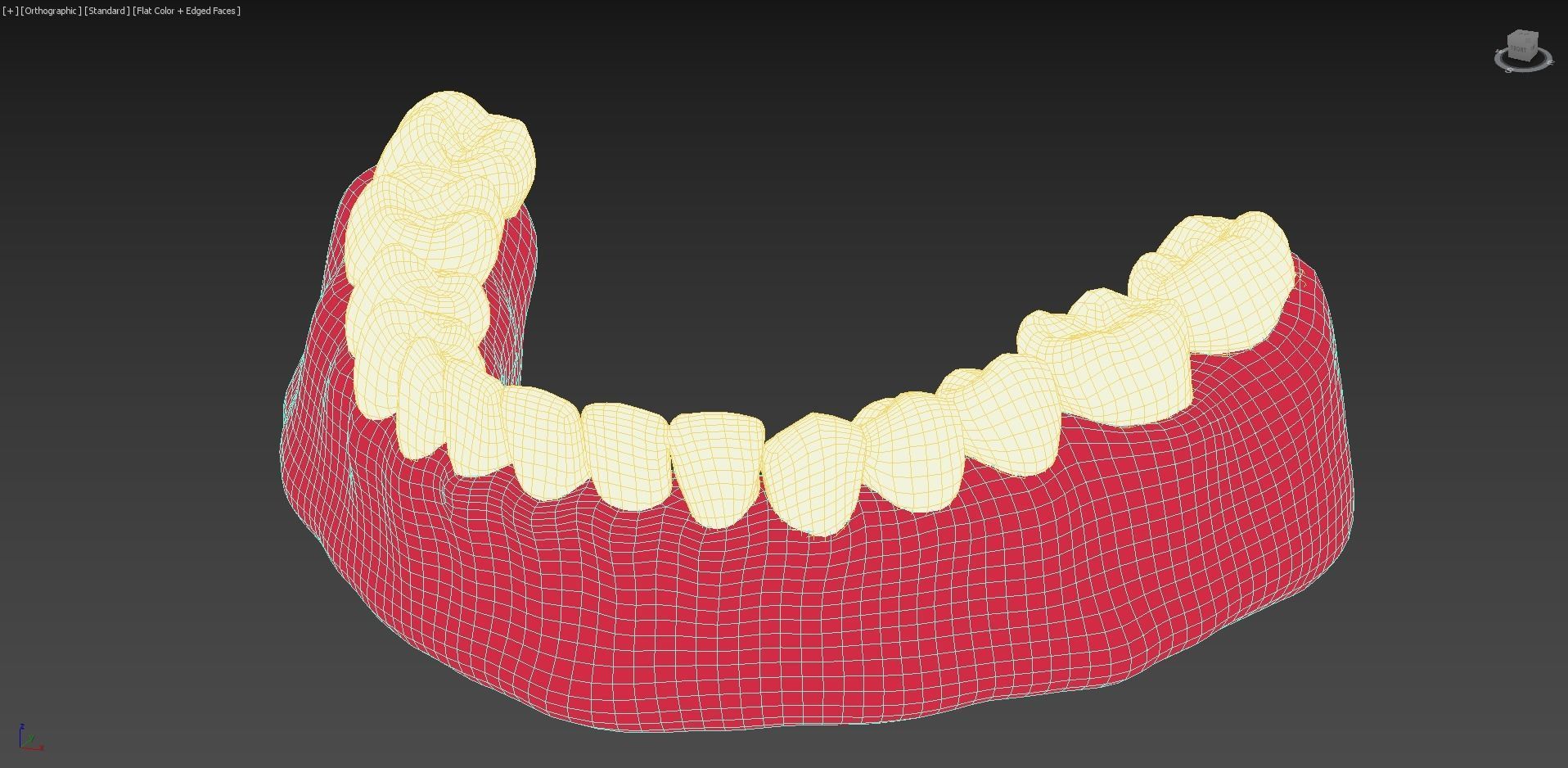 Bottom Dental Teeth Model Low-poly 3D model_6