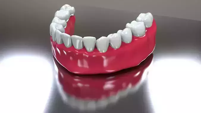 Bottom Dental Teeth Model Low-poly 3D model