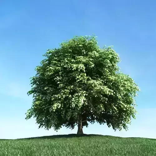 Tree With Green Leaves