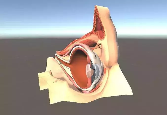 Eyeball Cross Section