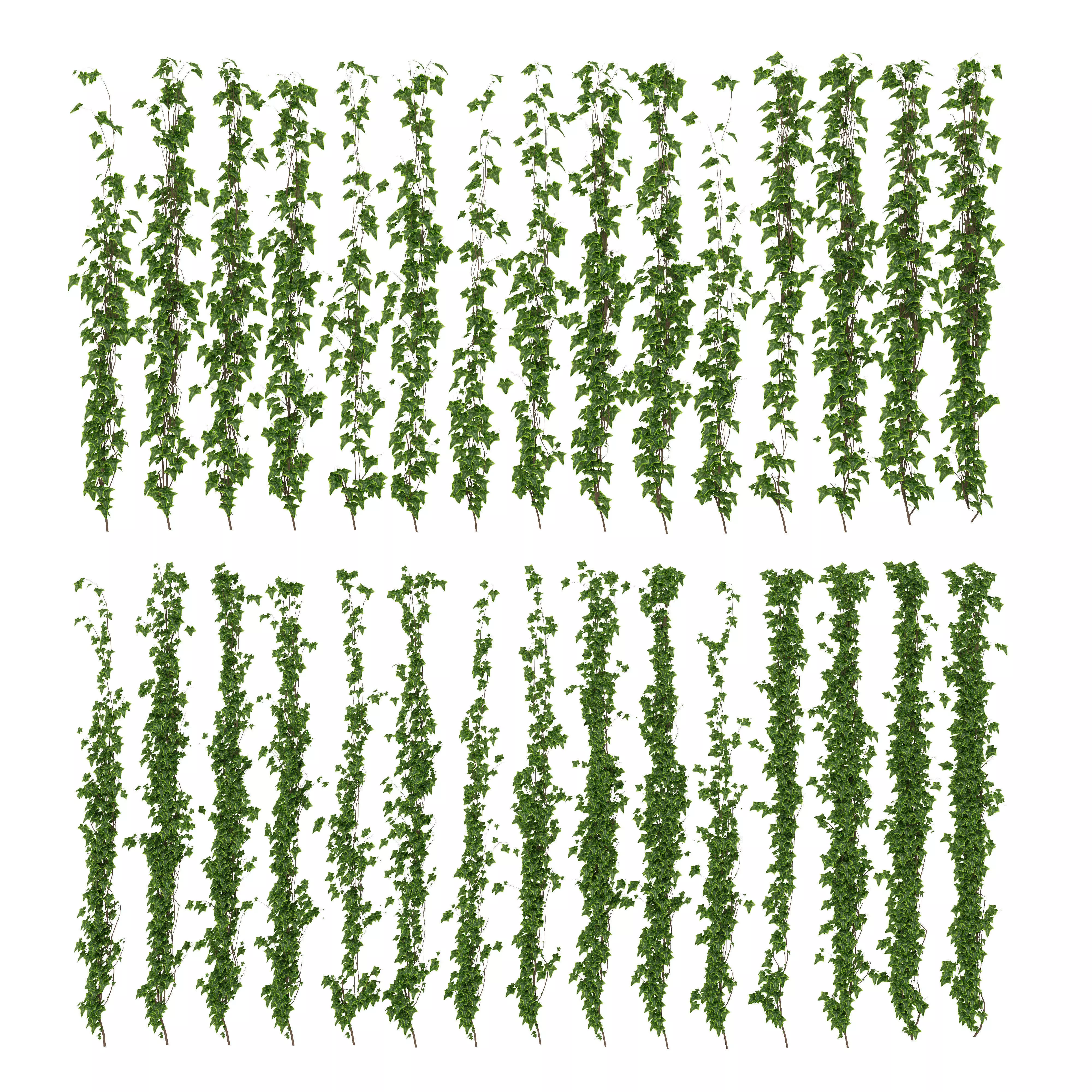 Wall of ivy leaves 3D model_0