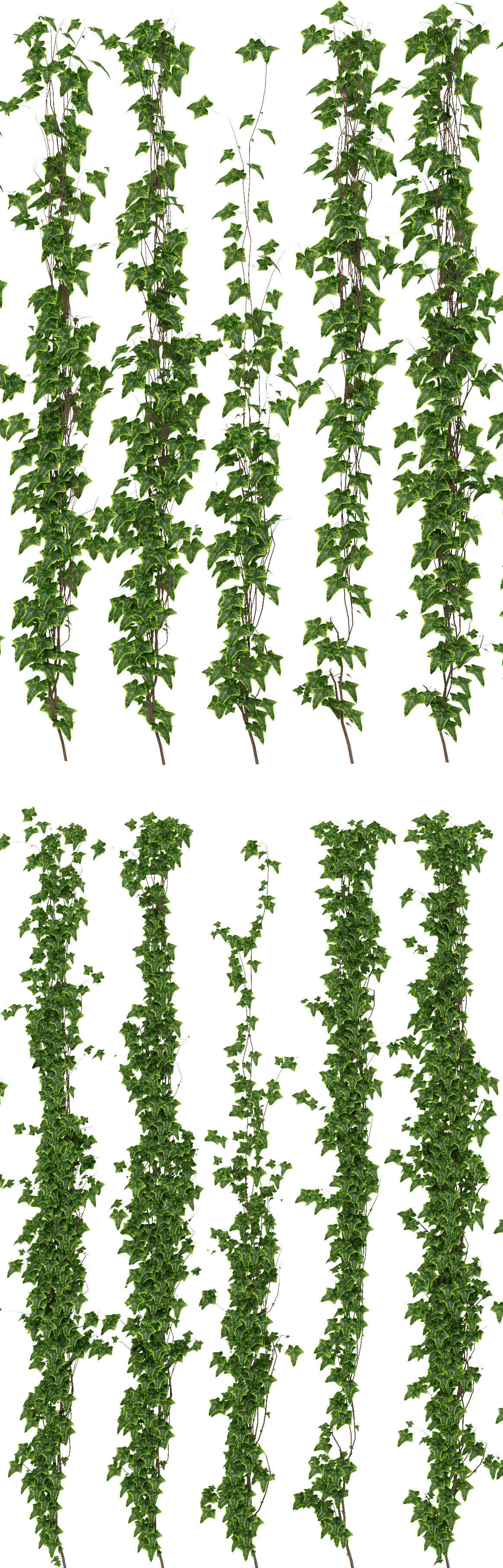 Wall of ivy leaves 3D model_2