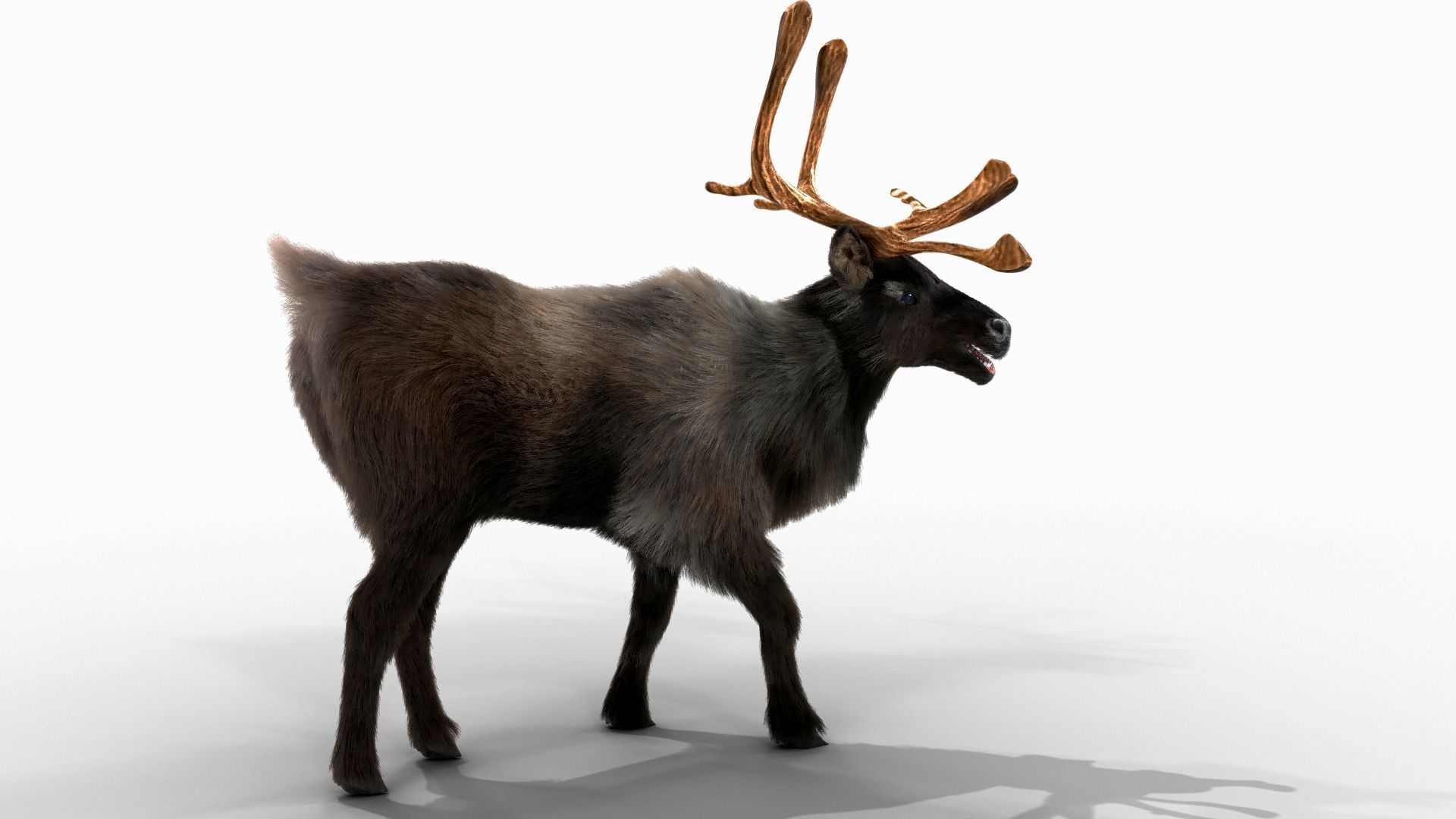 Fur Black Reindeer Rigged Blender Low-poly 3D model_2