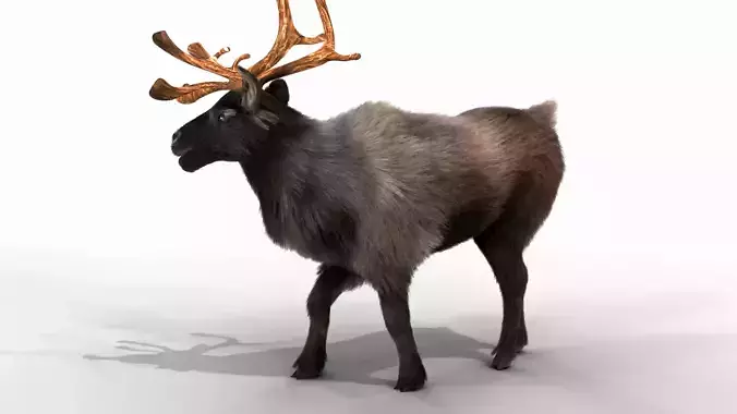 Fur Black Reindeer Rigged Blender