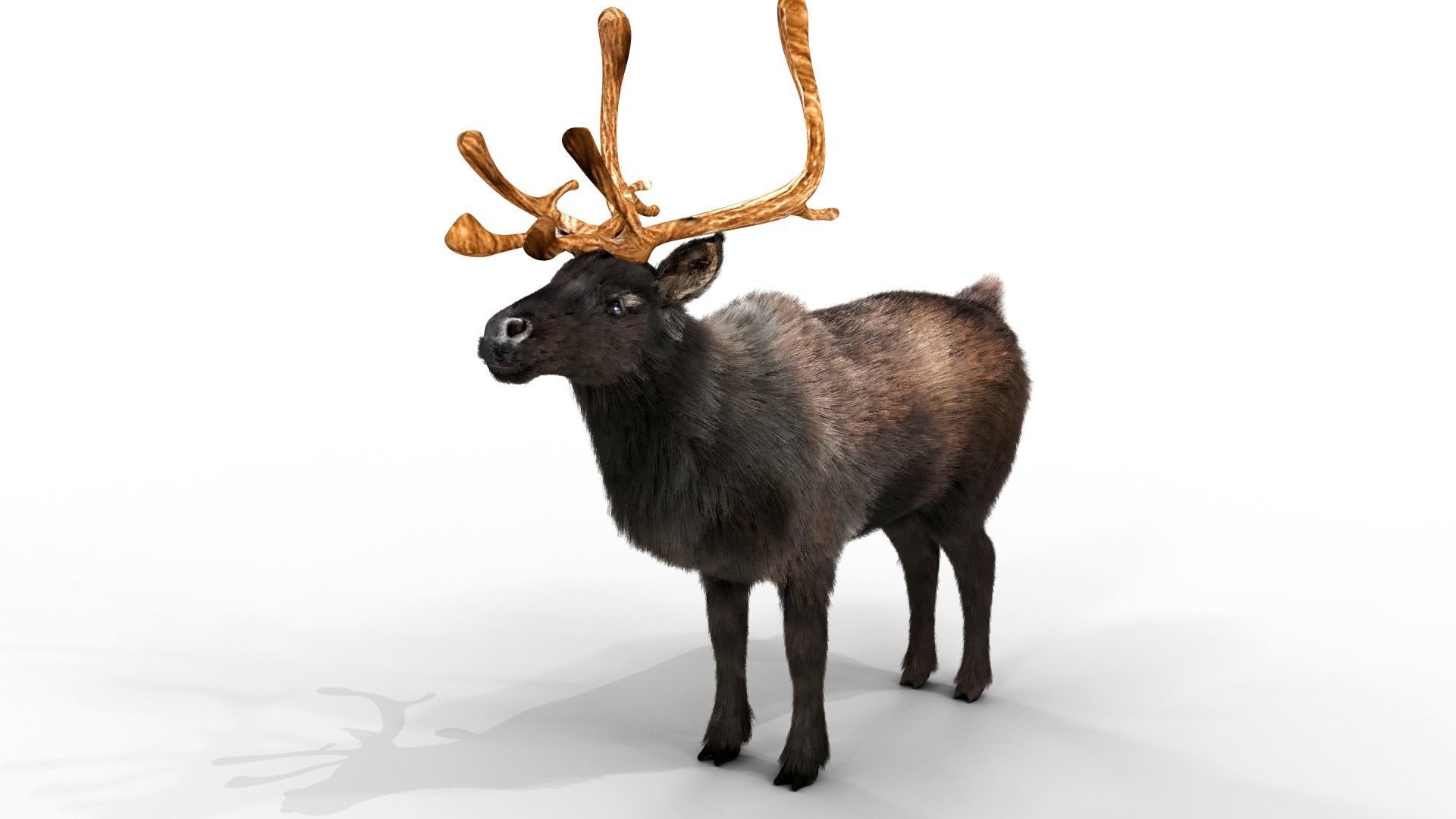 Fur Black Reindeer Rigged Blender Low-poly 3D model_6