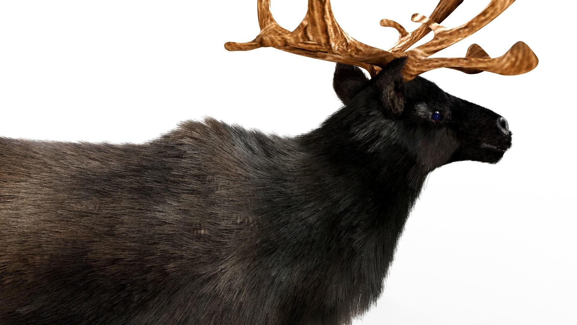 Fur Black Reindeer Rigged Blender Low-poly 3D model_14