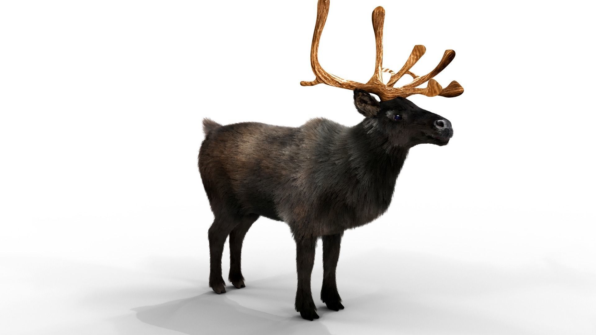 Fur Black Reindeer Rigged Blender Low-poly 3D model_5