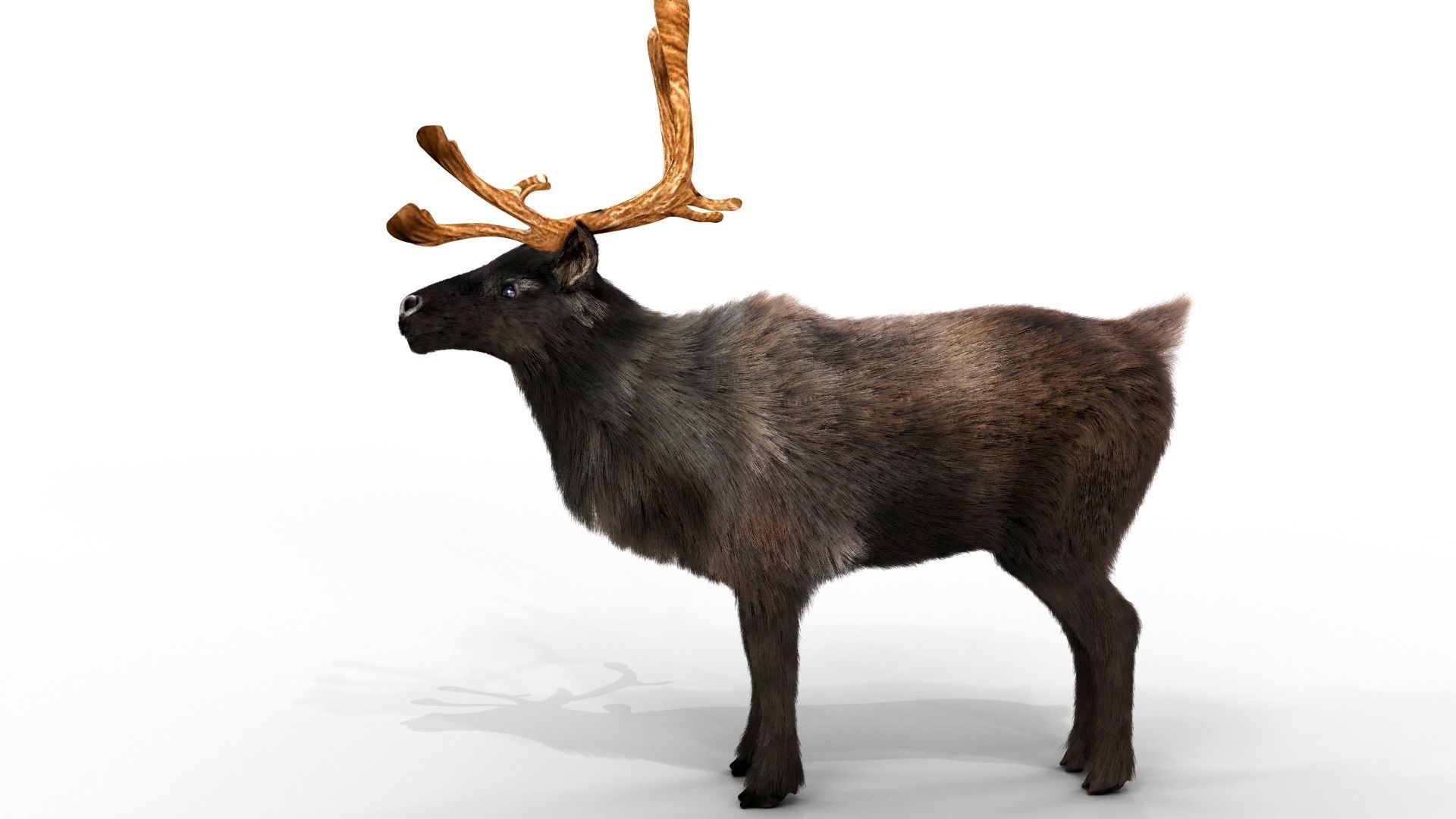 Fur Black Reindeer Rigged Blender Low-poly 3D model_9