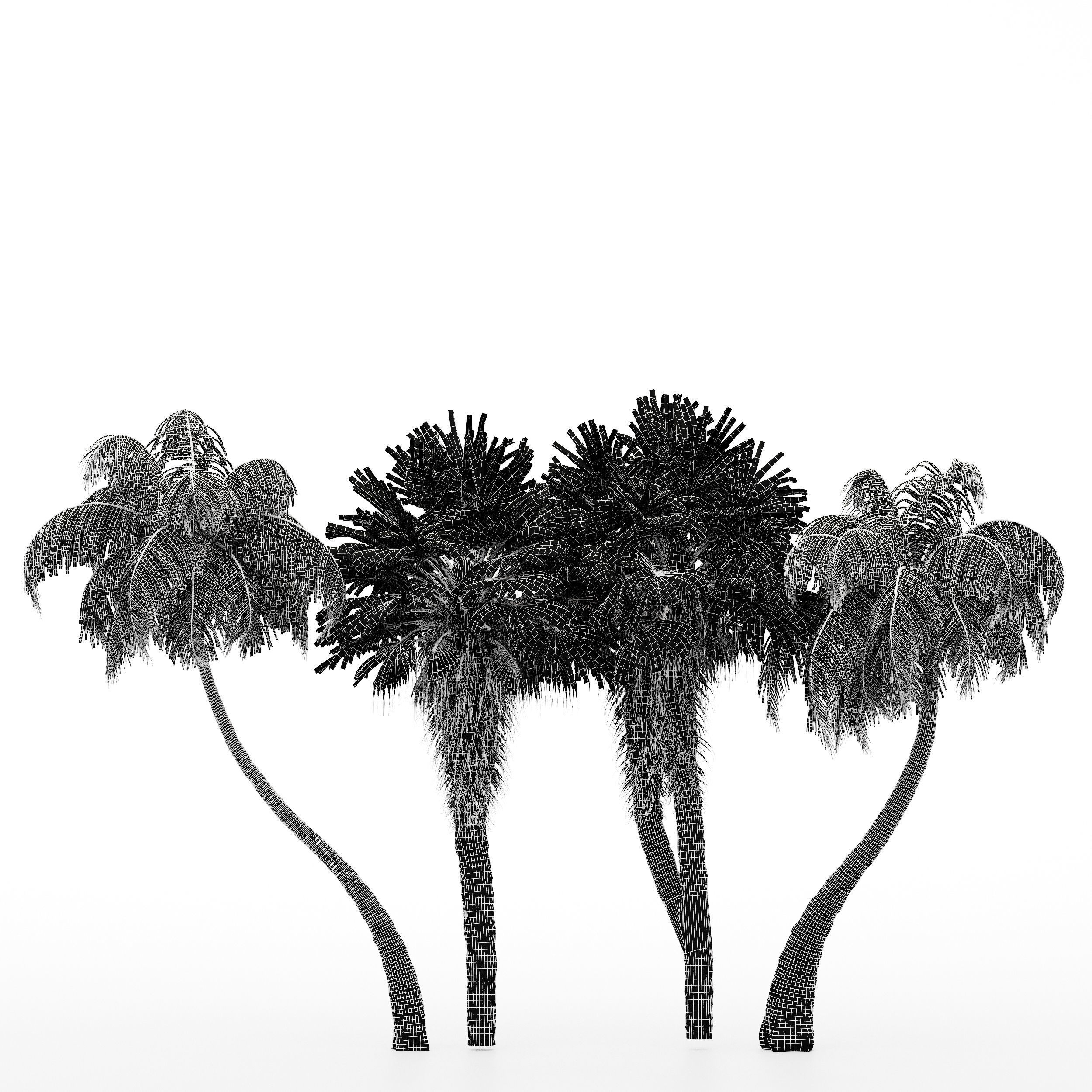 4diffrent tree Chinese Fan Palm Coconut Palm  3D model_2