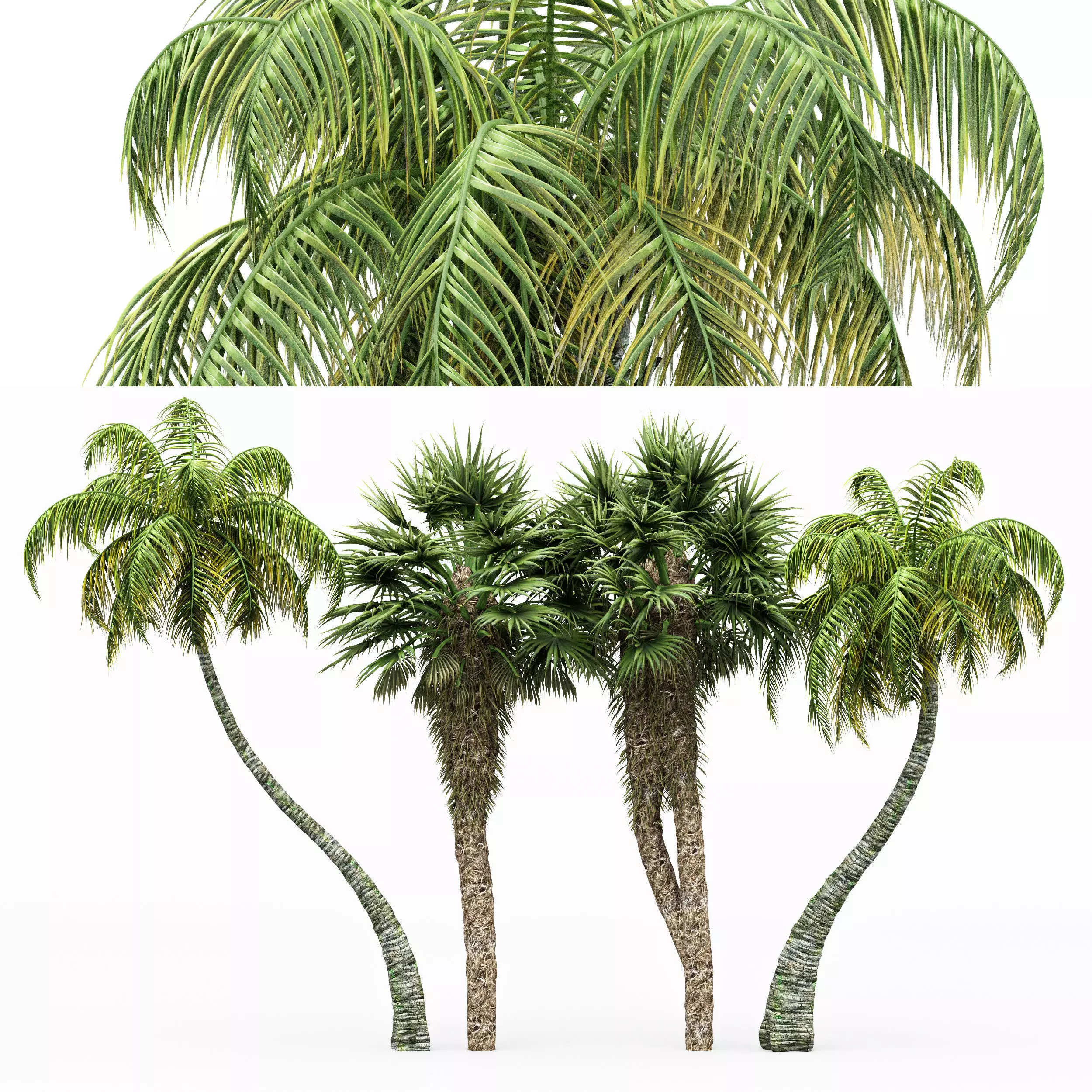 4diffrent tree Chinese Fan Palm Coconut Palm  3D model_0