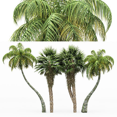 4diffrent tree Chinese Fan Palm Coconut Palm  3D model