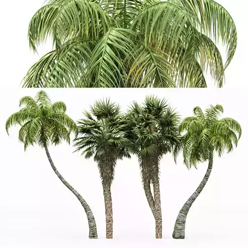 4diffrent tree Chinese Fan Palm Coconut Palm  3D model