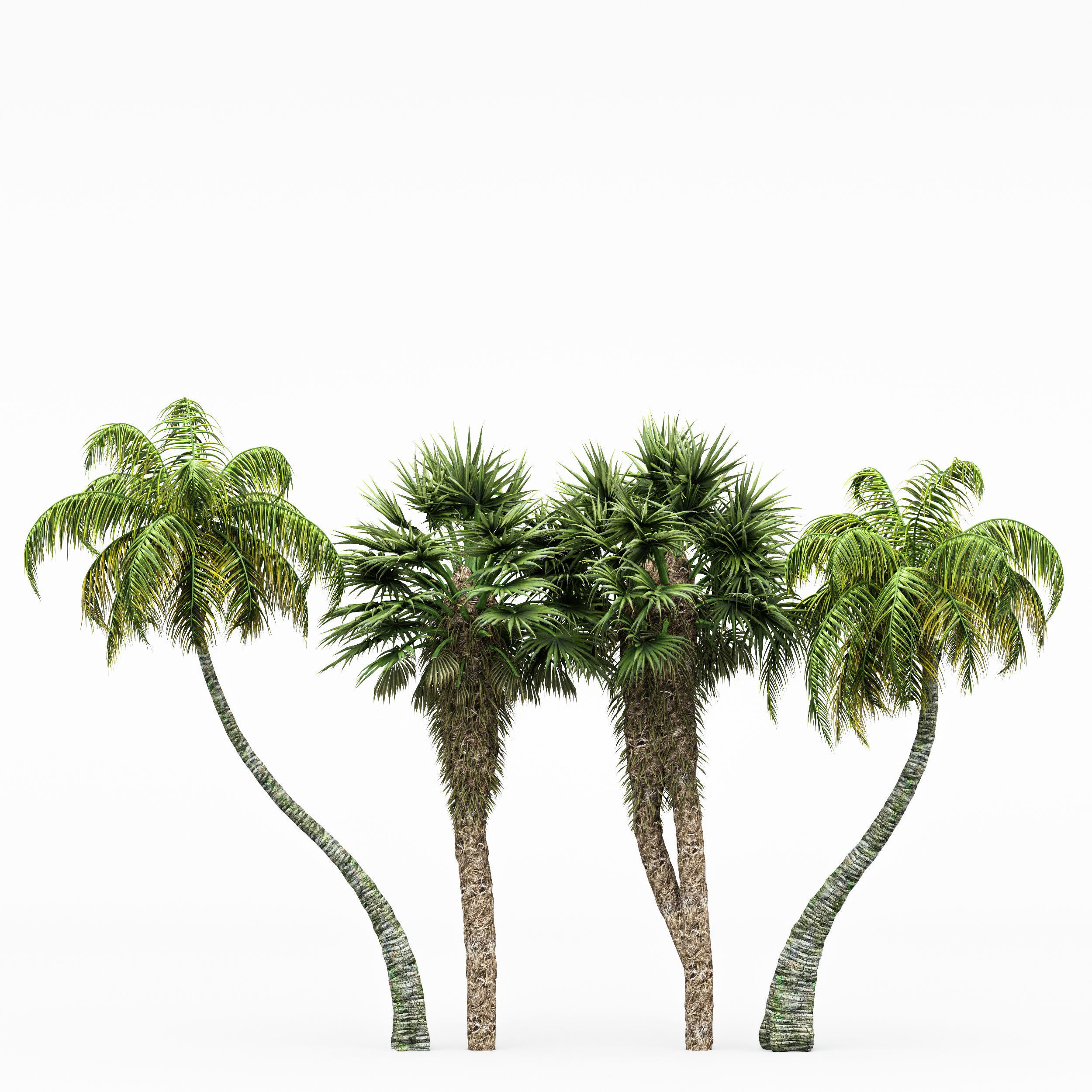 4diffrent tree Chinese Fan Palm Coconut Palm  3D model_3