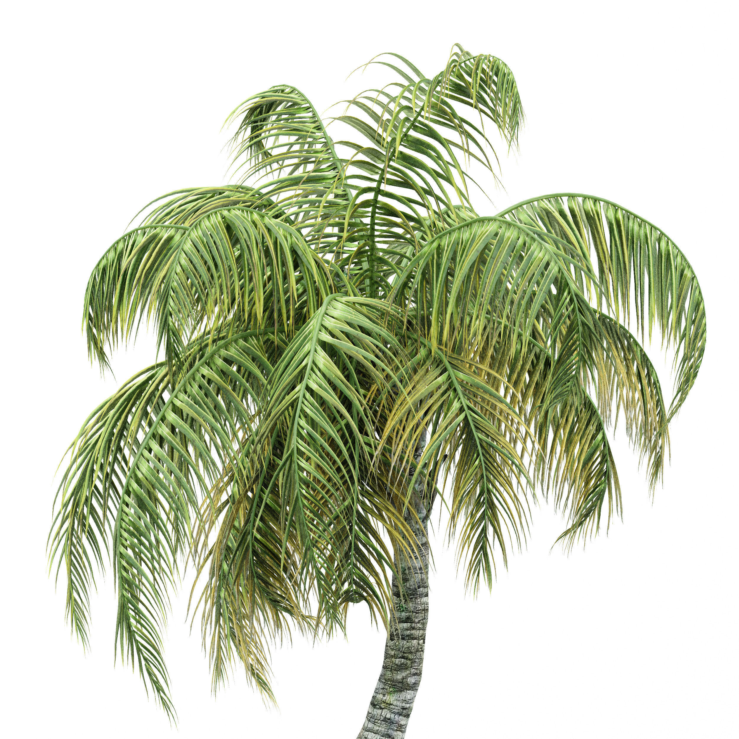 4diffrent tree Chinese Fan Palm Coconut Palm  3D model_1