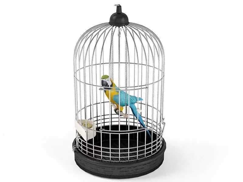 Parrot Bird In A Cage 3D model_0