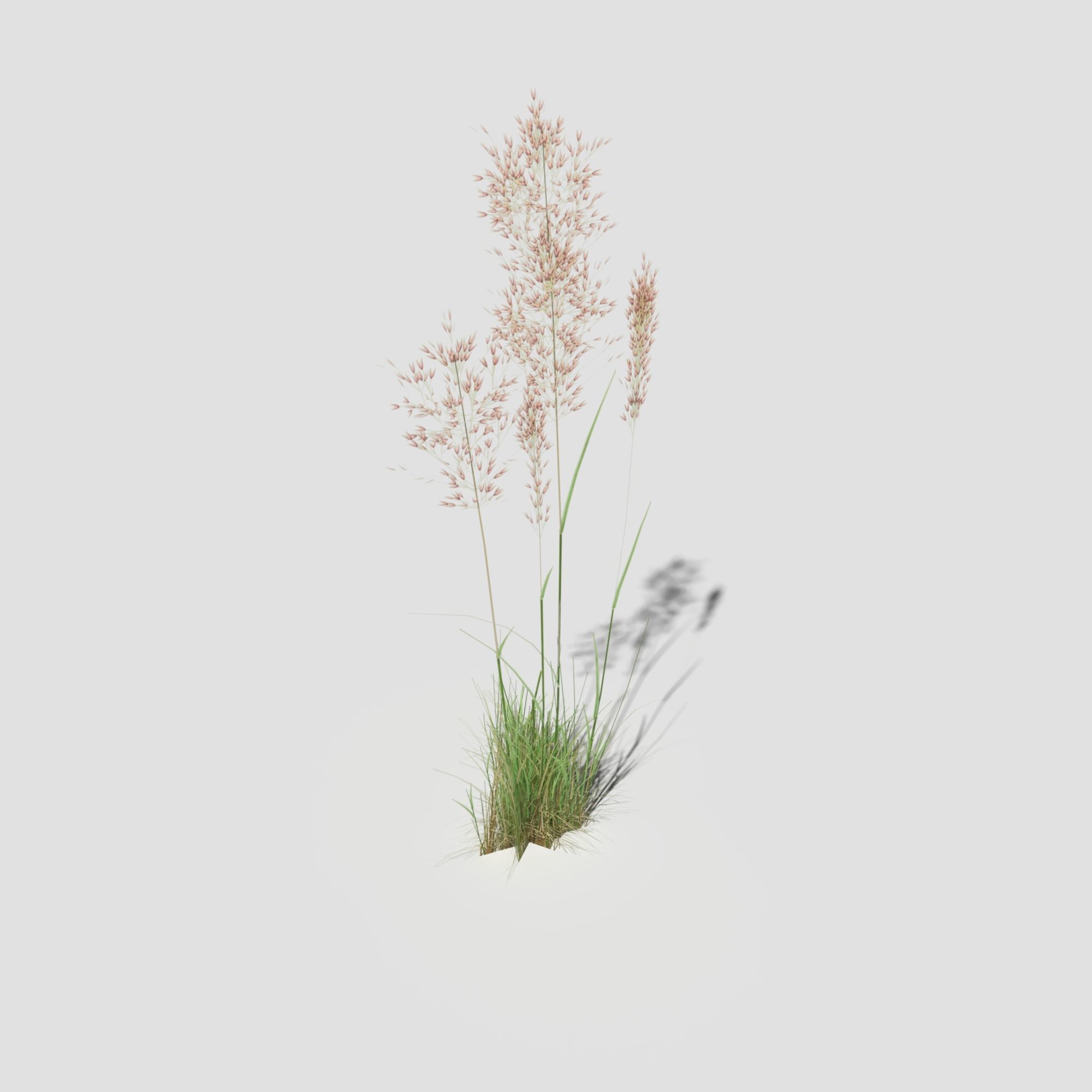 Low Poly Bent Grass Pack Low-poly 3D model_36