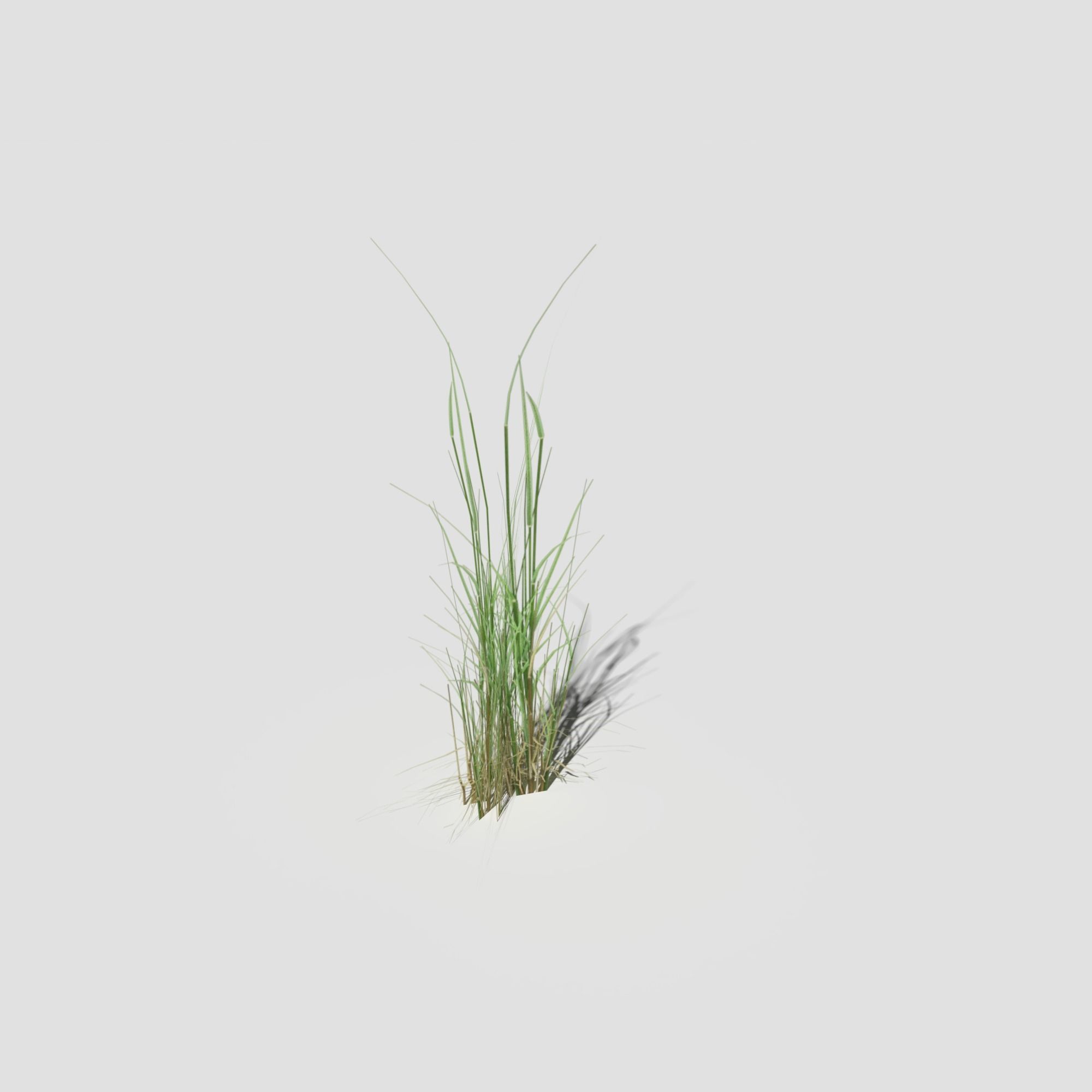 Low Poly Bent Grass Pack Low-poly 3D model_14