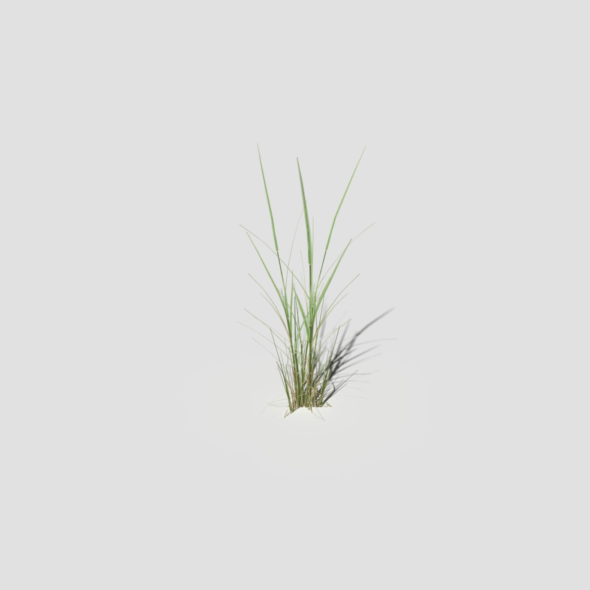 Low Poly Bent Grass Pack Low-poly 3D model_10