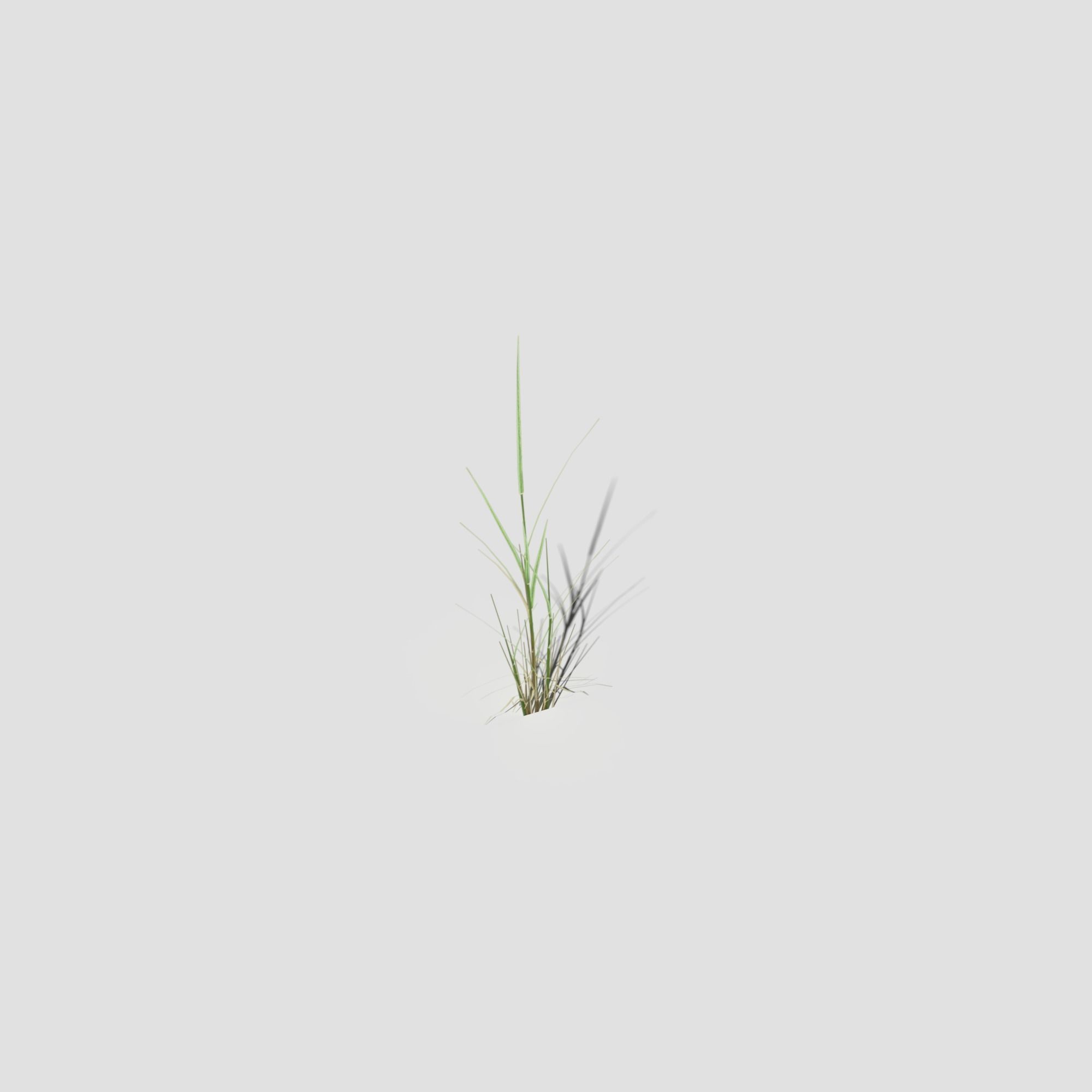 Low Poly Bent Grass Pack Low-poly 3D model_50