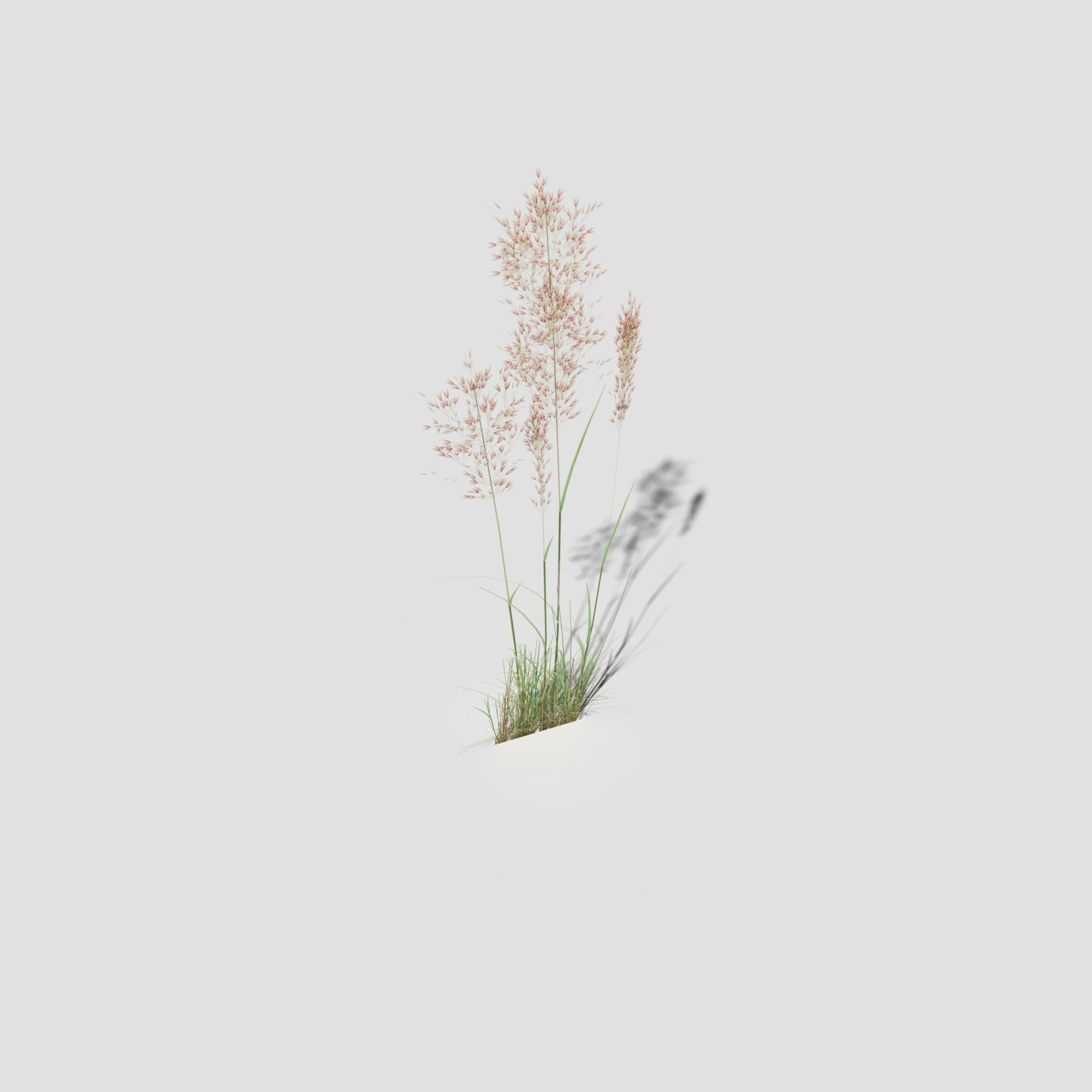 Low Poly Bent Grass Pack Low-poly 3D model_52