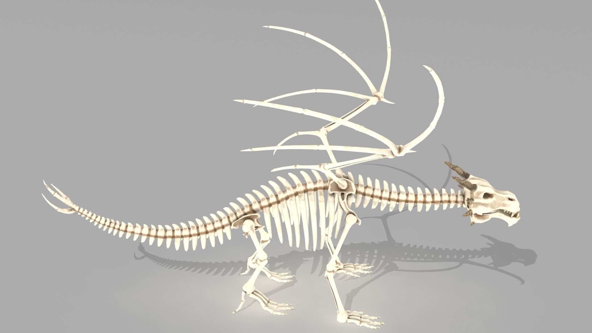 Dragon skeleton Low-poly 3D model_3
