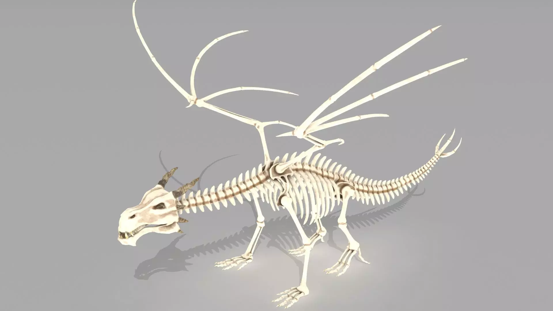 Dragon skeleton Low-poly 3D model_0