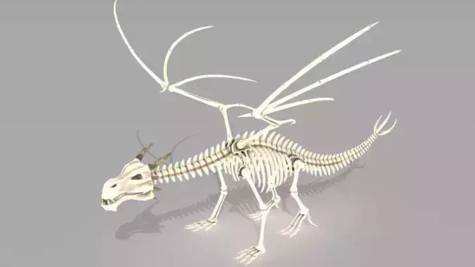 Dragon skeleton