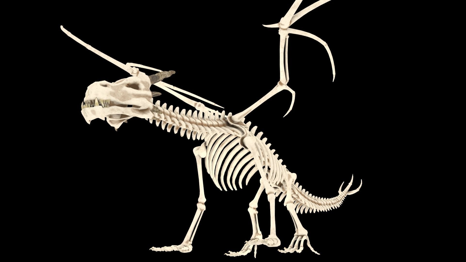 Dragon skeleton Low-poly 3D model_11