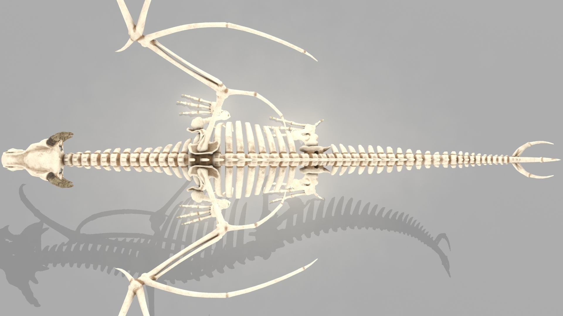 Dragon skeleton Low-poly 3D model_5