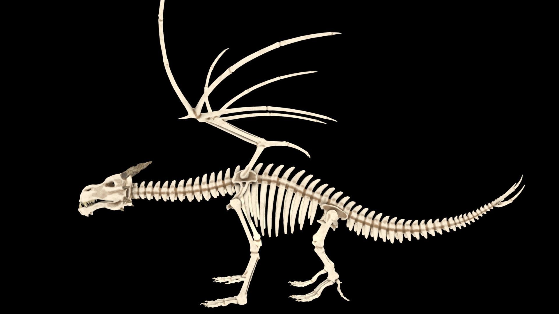 Dragon skeleton Low-poly 3D model_10