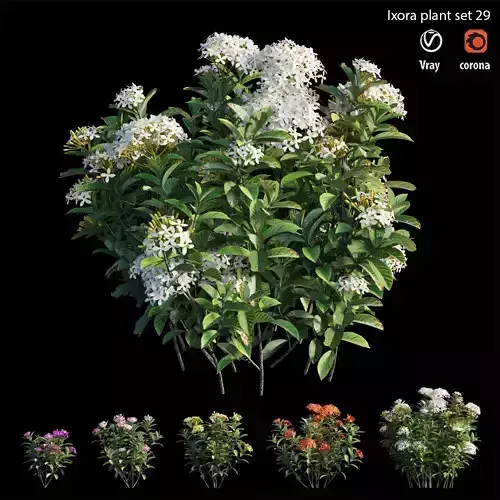 Ixora plant set 29 3D model