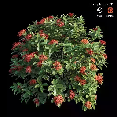 Ixora plant set 31 3D model
