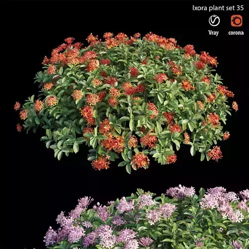 Ixora plant set 35