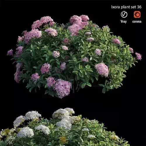Ixora plant set 36  3D model