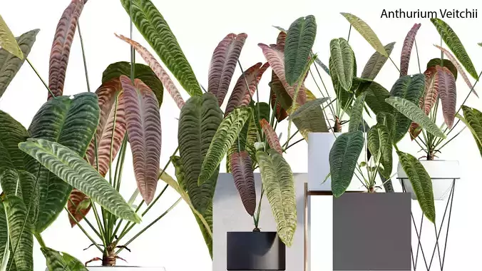 Anthurium Veitchii 3D model