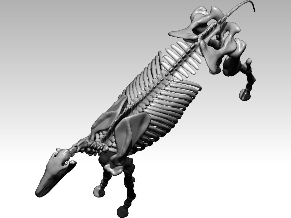 Horse skeleton 3D model 3D printable | CGTrader