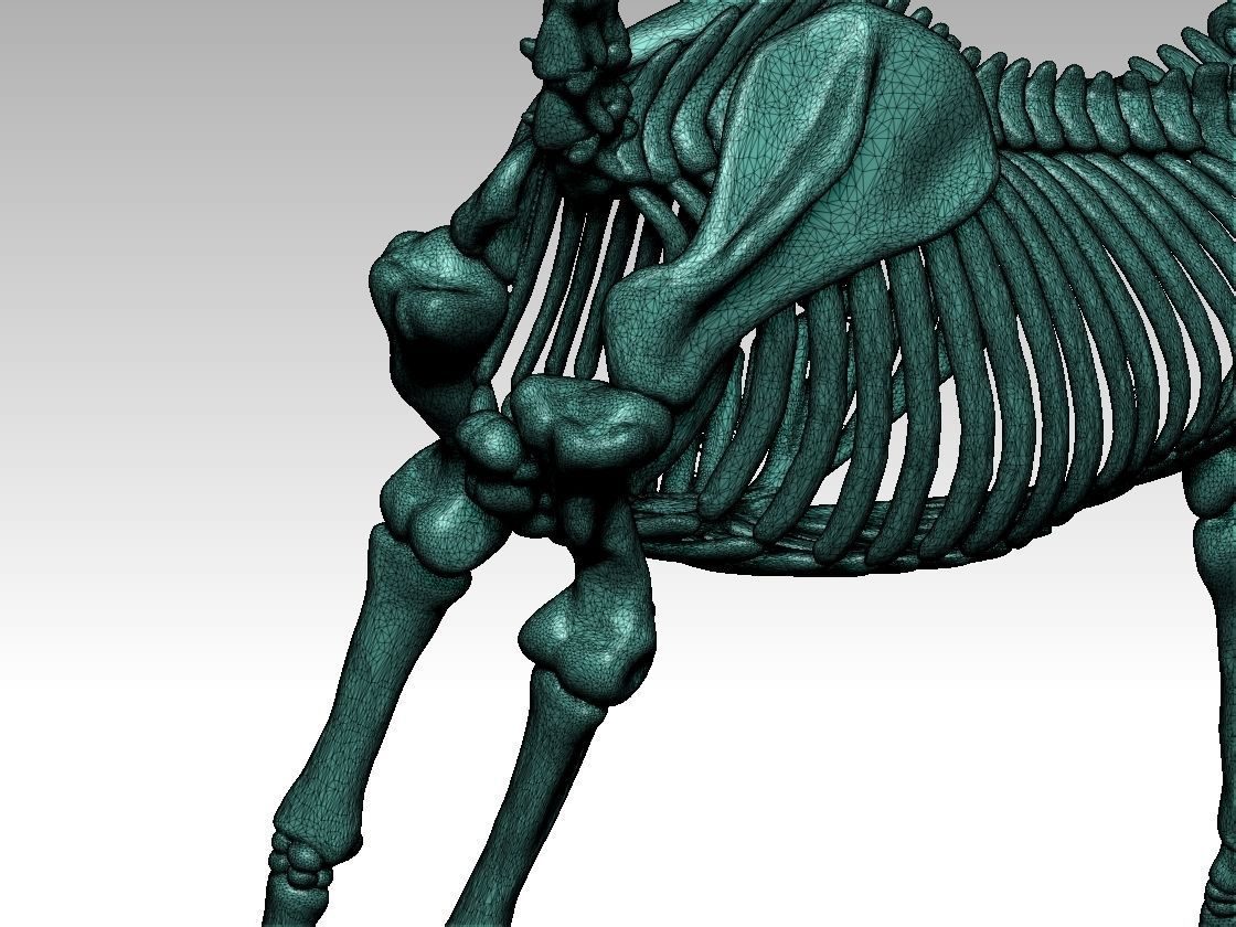 Horse skeleton 3D model 3D printable | CGTrader