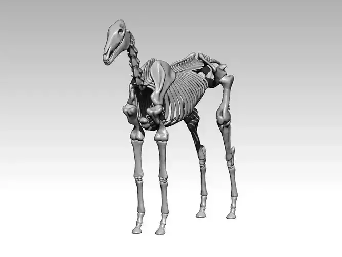 Horse skeleton