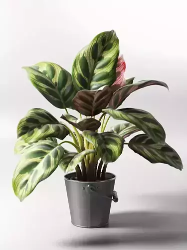 Calathea Medallion in Pot 2  3D model