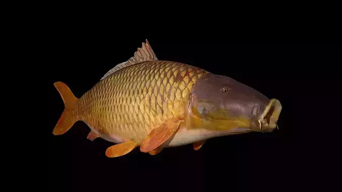 Carp 3D Model fish