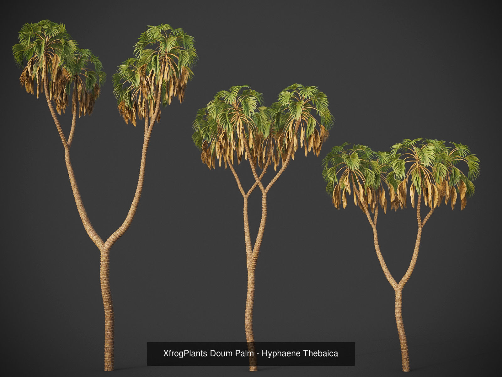 Xfrog GrowFX Palms Collection  _14